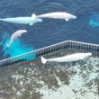 Marineland requesting $10M-$20M federal loan to export belugas to U.S.