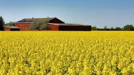 New Chinese tariff on Canadian canola doesn't scare Essex County growers — but sympathies go to Western Canada