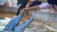 Like real-life Dr. Dolittles, scientists are using AI to decode animal communication