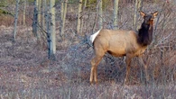 Sask. hunter raises concern over management, strategy of open anterless elk hunt