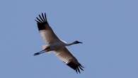 Northern Whooping Crane Festival highlights conservation and collaboration in Fort Smith, N.W.T.