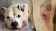 Coyote attack at dog park sparks concern, warning from pet owner