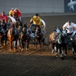 Heart monitors for horses, shaded pens for bulls part of rodeo safety at Calgary Stampede