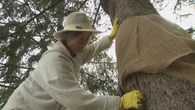Volunteers scramble to save trees from gypsy moth caterpillars