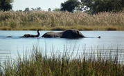 African Elephants Call Each Other by Name - Study