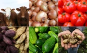 Namibia Turns to Urban Agriculture for Sustainable Food Security