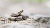Żmije w parkach i na osiedlach. Gdynia ostrzega mieszkańców