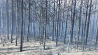 Pożar lasu na Pomorzu. W akcji zespół dronów