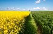 Поляки просять дозволити імпорт ріпаку з України