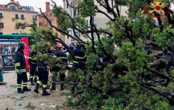 У центрі Венеції 50-річне дерево впало на туристів