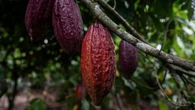 Cacao, café, blé : ces importations de l'UE menacées par les crises de la biodiversité et du climat