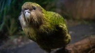 ¿Puede la inseminación artificial salvar al loro kakapo neozelandés?