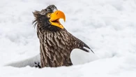 Découvrez les photos les plus drôles des 2025 Nikon Comedy Wildlife Awards