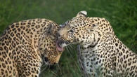 El comercio ilegal de leopardos en Sudáfrica amenaza su supervivencia