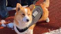 El primer perro corgi policía de China pierde su prima por dormirse