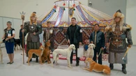 Comment le lévrier kazakh tazy est devenu une icône nationale