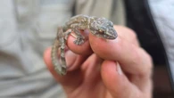 Redescubren una especie "perdida" de salamanquesa después de 34 años