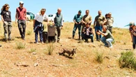 Espagne : quel avenir pour le lynx ibérique, sauvé de l'extinction ?