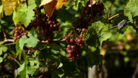 Le changement climatique redessine la carte mondiale du vin. Voici ce qui attend vos futurs millésimes.