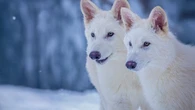 Un loup éteint depuis 10 000 ans a-t-il été ramené à la vie ?