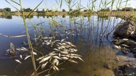 El río Oder puede convertirse en persona jurídica
