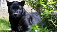 Bulgaria busca a una peligrosa pantera negra suelta cerca de Shumen