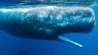 Greenpeace descubre ballenas amenazadas en zonas de explotación minera