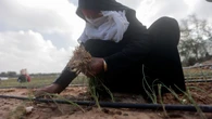 Destrucción sin precedentes del sector agrícola de Gaza