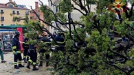 Italia: Varios heridos tras derrumbarse un roble de 50 años en Venecia