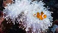 Los peces payaso adelgazan para sobrevivir al calentamiento del mar