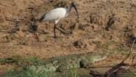 Italia lucha contra 10.000 aves depredadoras