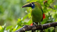 Costa Rica apuesta por un turismo sostenible y de calidad