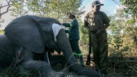 Zimbabwe : des éléphants équipés de colliers GPS assurent la sécurité des villageois