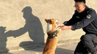 El primer policía corgi de China arrebata una salchicha a una niña