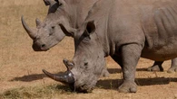 Afrique du Sud : 100 rhinocéros tués par des braconniers, la plupart dans des parcs nationaux