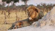 Un niño sobrevive cinco días en un parque nacional lleno de leones