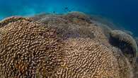 El mayor coral del mundo, en el Pacífico, goza de buena salud