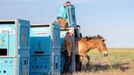 La dernière espèce de cheval sauvage au monde sauvée de l'extinction