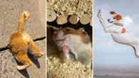 Premios Comedy Pet Photo: Las divertidas mascotas finalistas