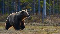 Les attaques d'ours suscitent des appels à l'abattage en Slovaquie