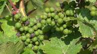 Comment les vignobles belges s'adaptent-ils au changement climatique ?