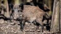 Wildschwein greift drei Menschen an – Polizei erschießt Tier