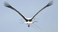 Bislang ist erst ein einziger Storch zurück in Linum