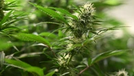 Koalitionsvertrag: Bleibt Cannabis unter Schwarz-Rot legal?