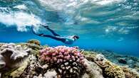 Great Barrier Reef stirbt: Kuriose Idee soll Korallen retten