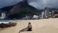 Seebär aus Antarktis verirrt sich an Strand von Ipanema