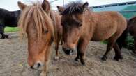 Mann vergeht sich an Ponys: Täter mit Videokamera überführt