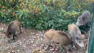 „Wieder ein neuer Clan“ – Wildschwein-Rotte trottet durch Spandau