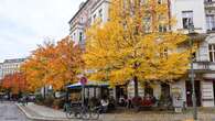 „Volksentscheid Baum“: Unterschriften gesammelt – Wie es weitergeht