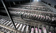 A Report c'è "Food for profit", inchiesta sugli allevamenti intensivi